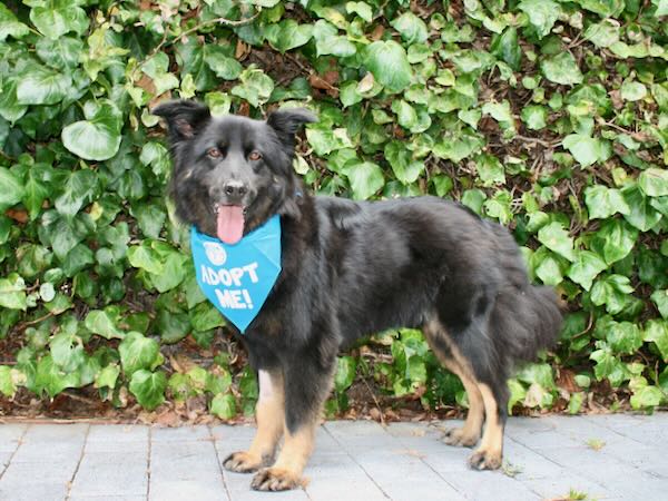 Duke