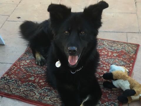 Duke