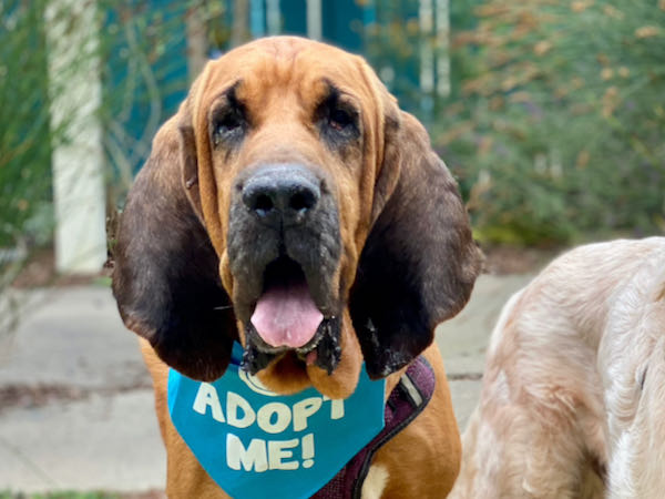 Duke Bloodhound