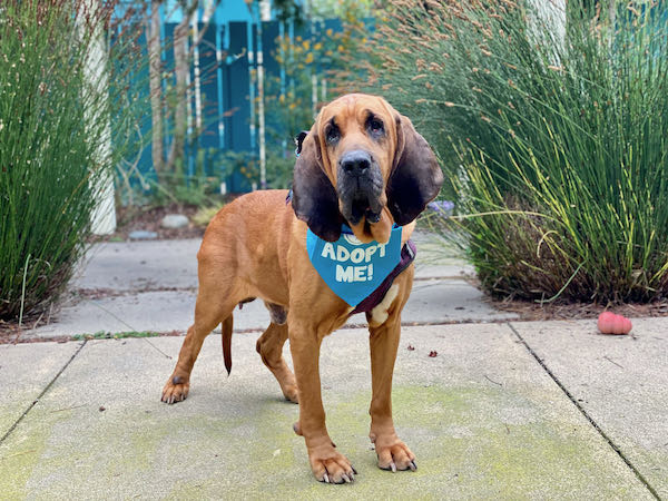 Duke Bloodhound