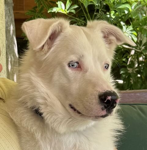 Echo