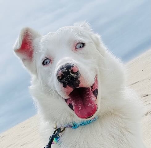 Echo