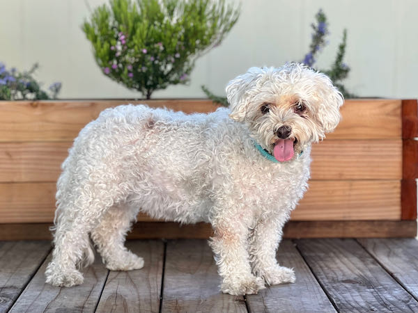 Ella