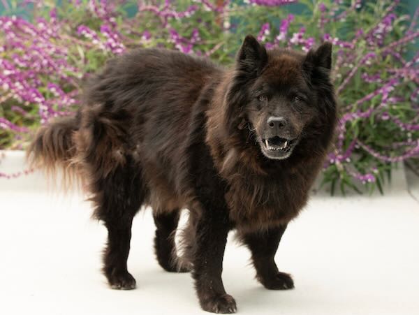 Wolf and sales chow mix