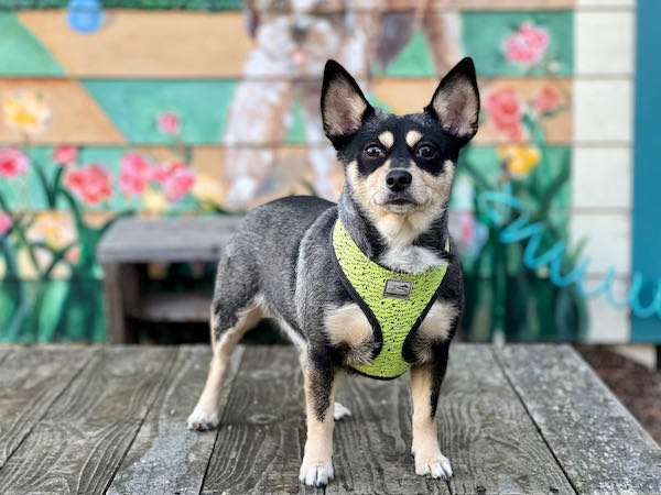 Frankie Malone