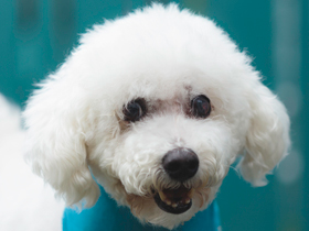 Frosty Bichon