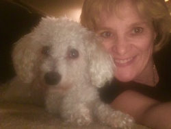 Frosty Bichon