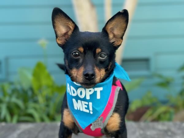 Gidget
