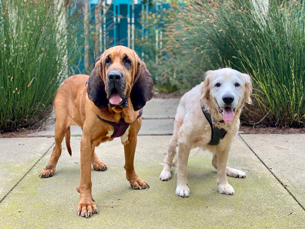 Golden Buddy