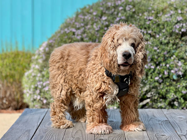 Harley Spaniel