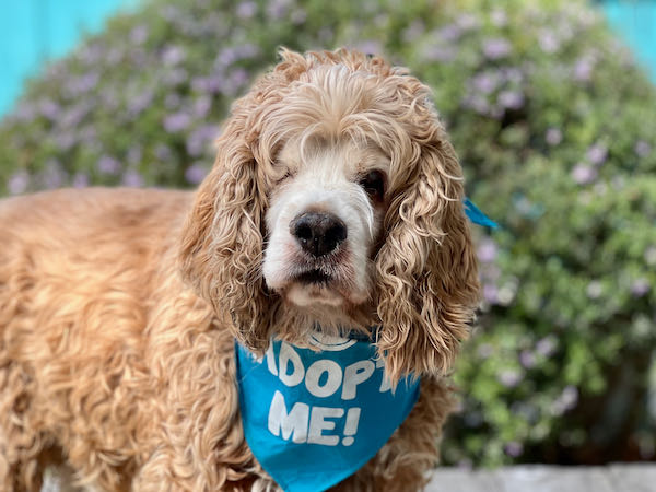 Harley Spaniel