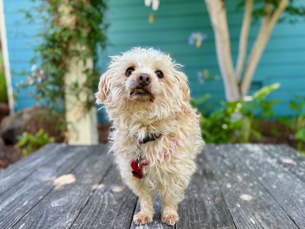 Huckleberry