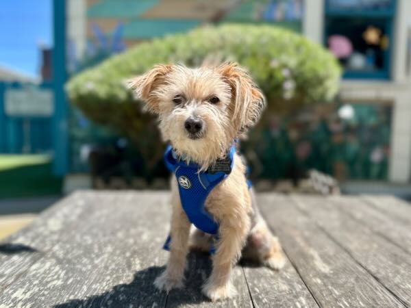 Ivy