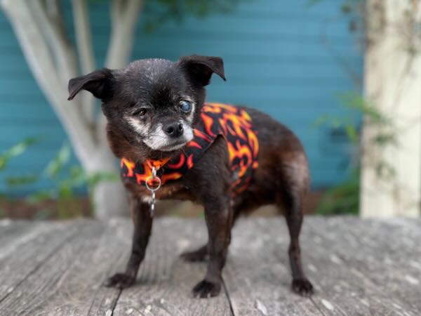 Jack O Lantern