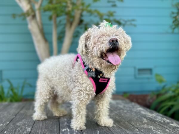 Jude