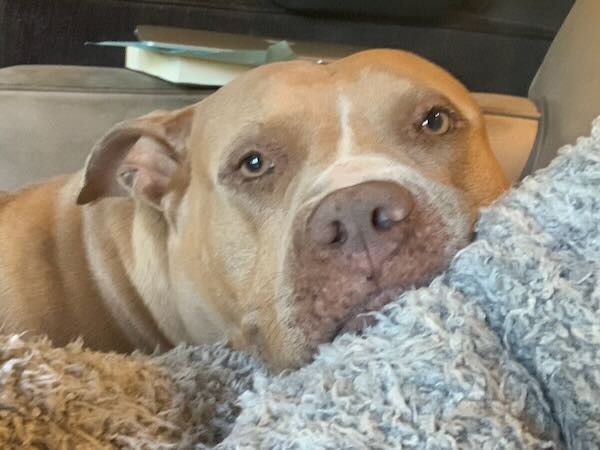 Kahlua
