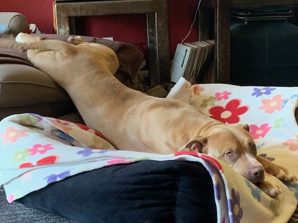 Kahlua