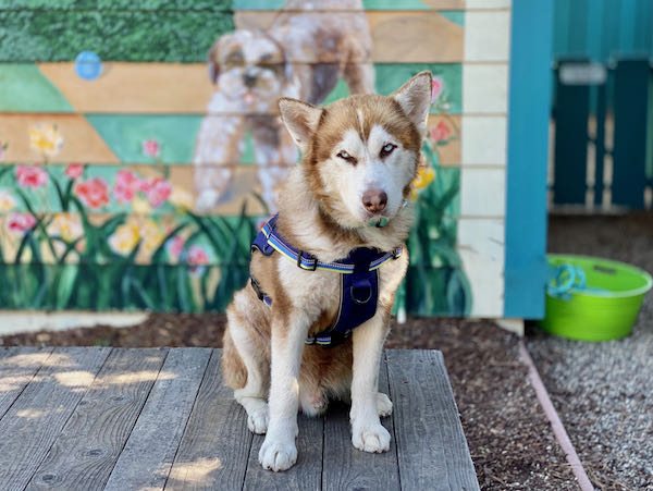 Kodiak
