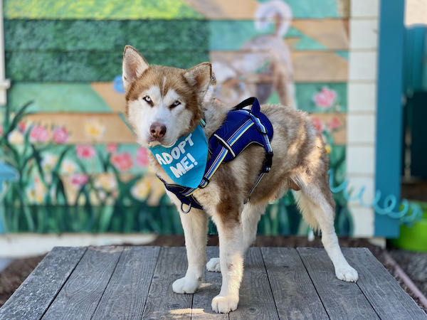Kodiak