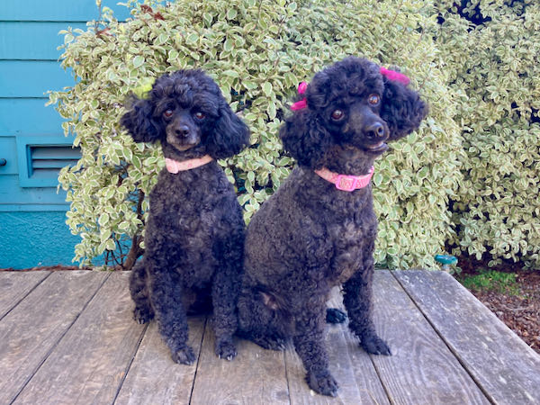 Lacy and Bella