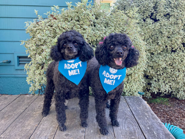 Lacy and Bella