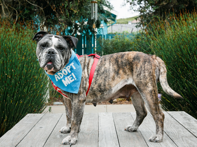 Layla Bulldog