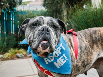 Layla Bulldog