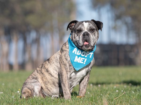 Layla Bulldog