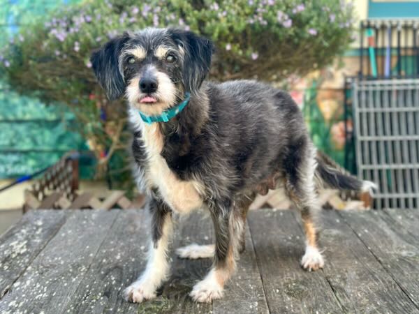 Lily Bear