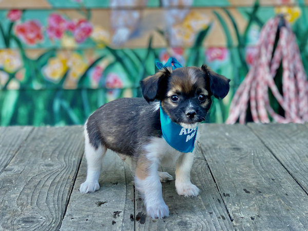 Little Asher