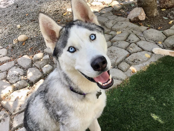Loki Boy