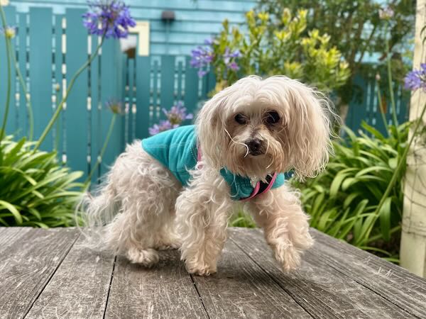 Lola