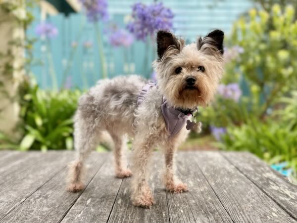 Trixie