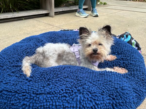 Trixie