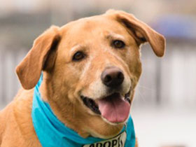 Lucy Yellow Lab