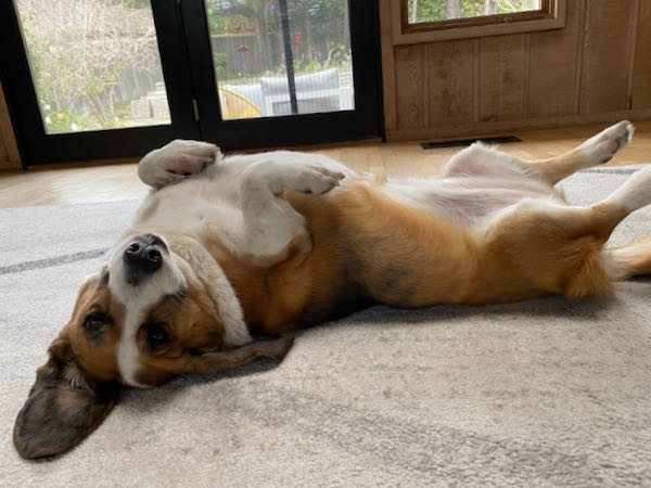 Lucy Boo