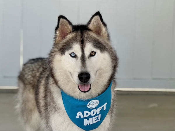 Marley Malamute