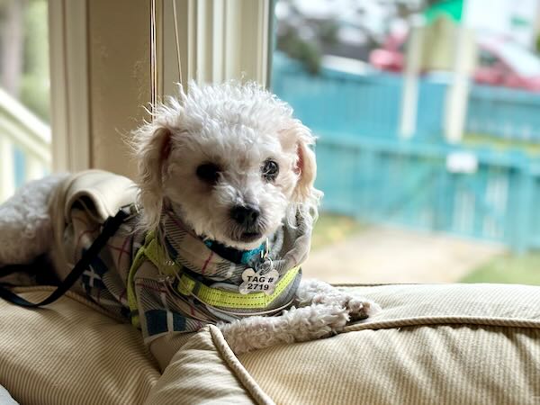 Jet Puffed