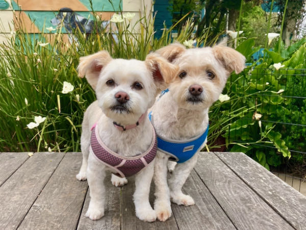 Isabella and Max Maltese