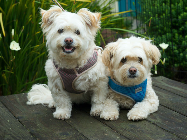 Isabella and Max Maltese