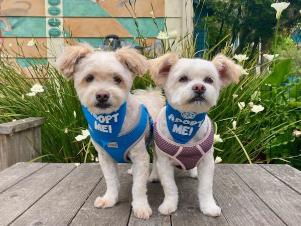 Isabella and Max Maltese