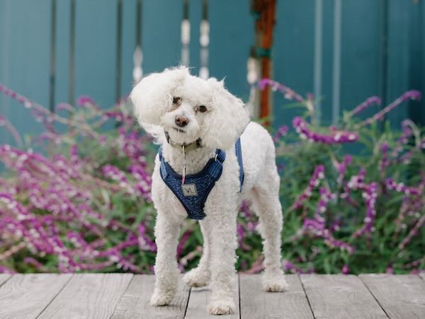 Max Poodle