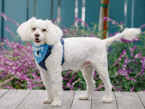 Max Poodle
