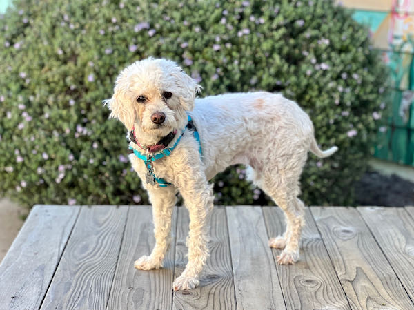 Millie
