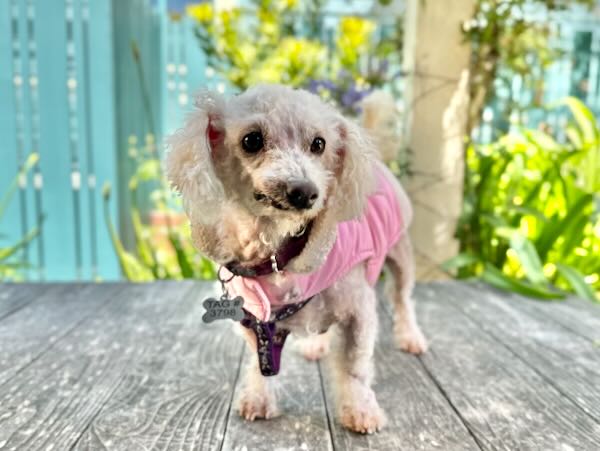 Mimi