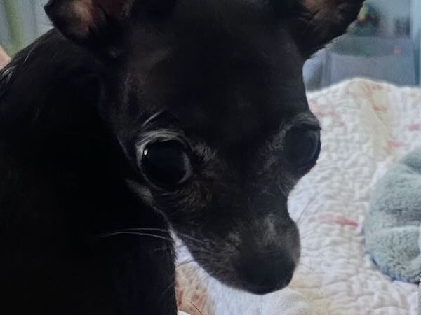 Mini aka Minnow