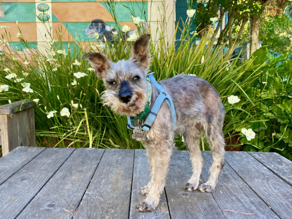 Mitzi