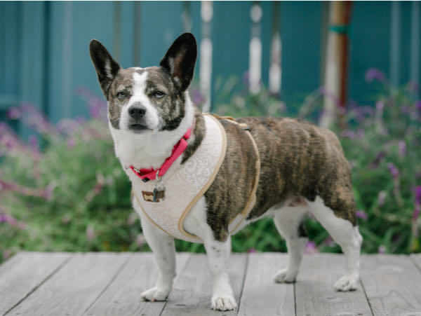 Mitzi