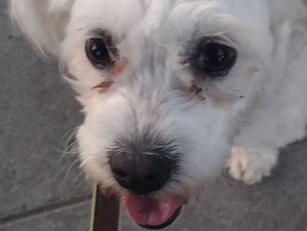Molly