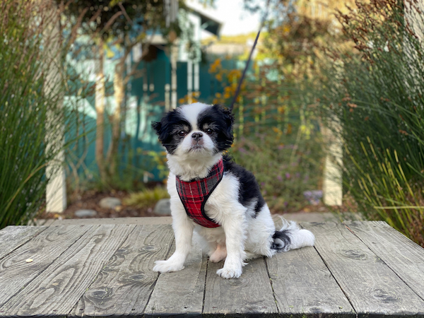 Mr. Earl